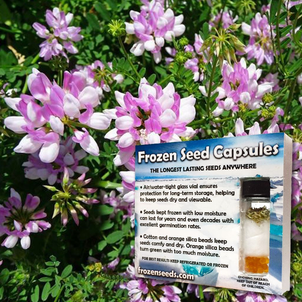 planting crown vetch seed Crown Vetch Seeds (Coronilla varia)