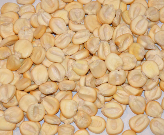 Cuzco Cancha Corn Seeds