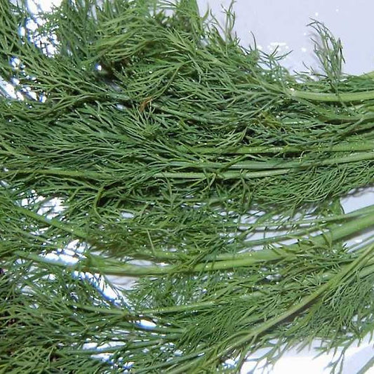 Thai Dill Seed