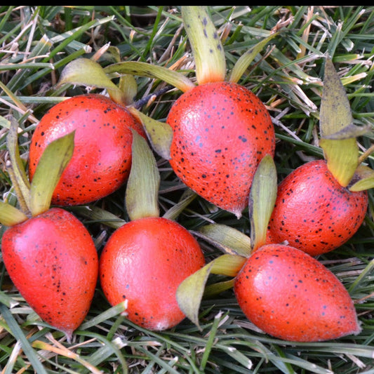 Princess Persimmon Seeds (Diospyros rhombifolia)