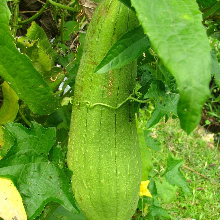 Loofah Seeds (Luffa cylindrica)