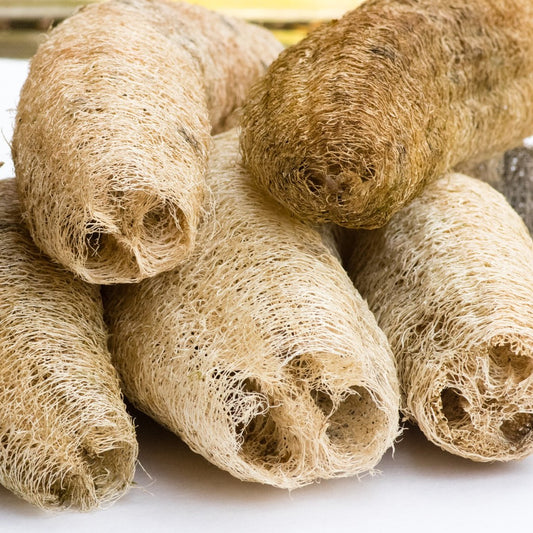 Loofah Seeds (Luffa cylindrica)