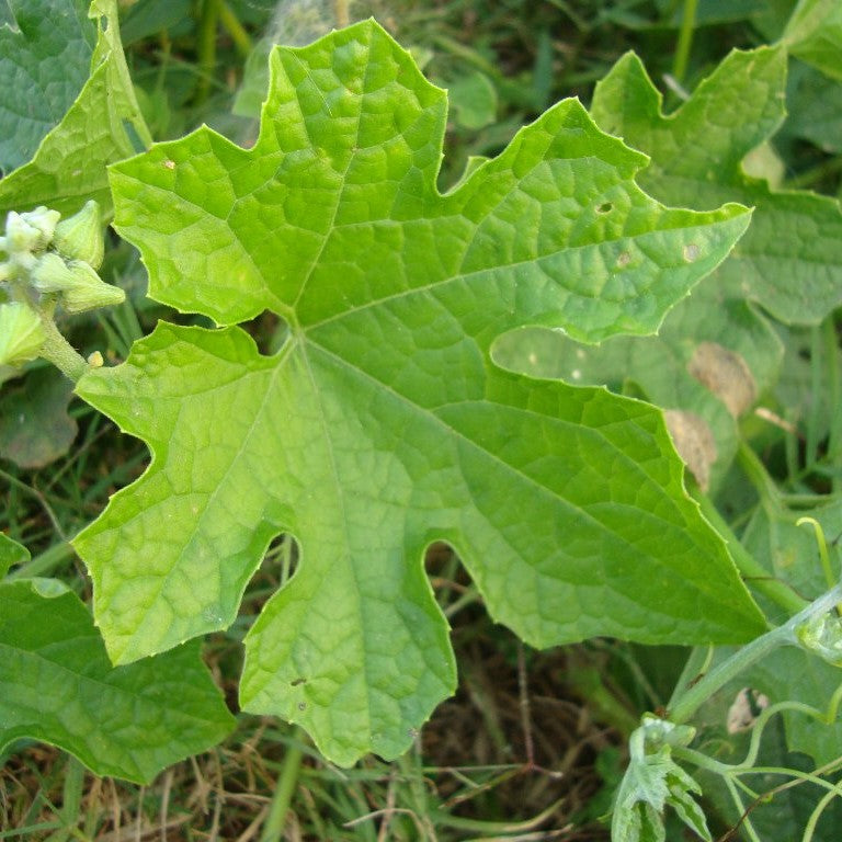 Loofah Seeds (Luffa cylindrica)