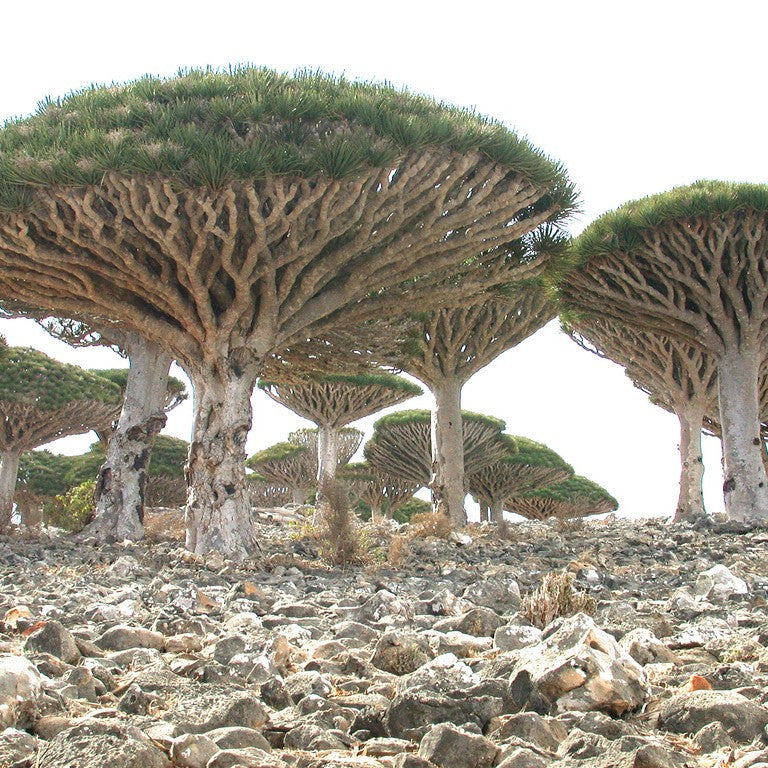 Dragon Tree Seeds (Dracaena draco) – Frozen Seed Capsules™