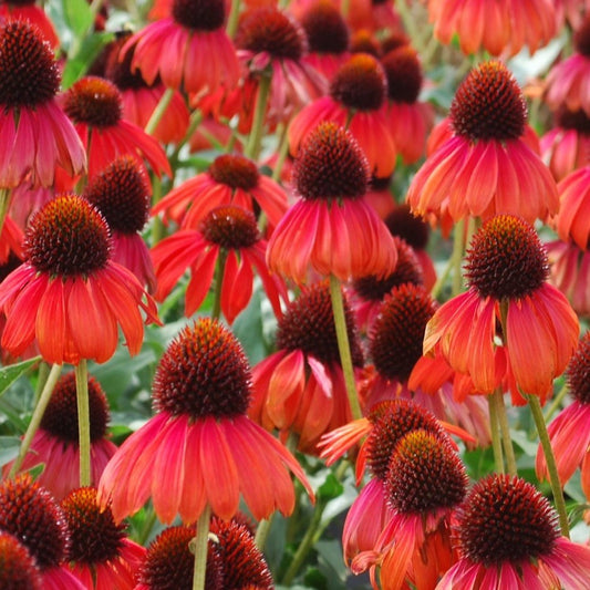 Firebird Echinacea Seeds (Echinacea paradoxa)