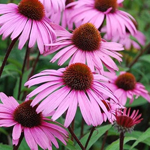 Echinacea Seeds (Echinacea purpurea)
