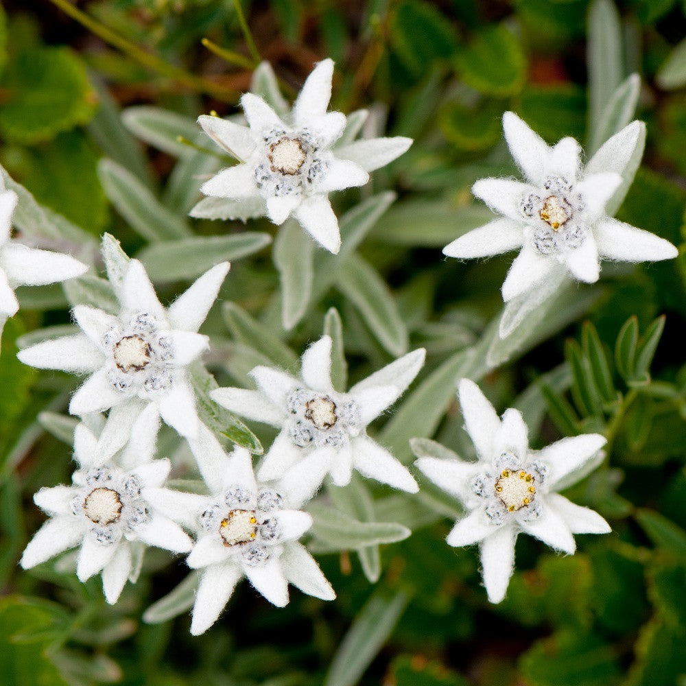 edelweiss flower seeds Edelweiss (Leontopodium alpinum) Seeds