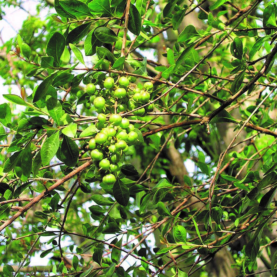 henna plant seeds Henna Seeds (Lawsonia inermis) – Frozen Seed Capsules™