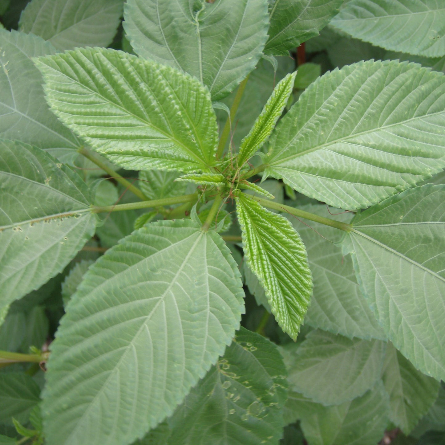 Molokhia Seeds (Corchorus olitorius)
