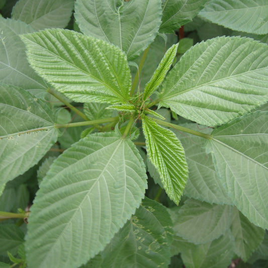 Molokhia Seeds (Corchorus olitorius)