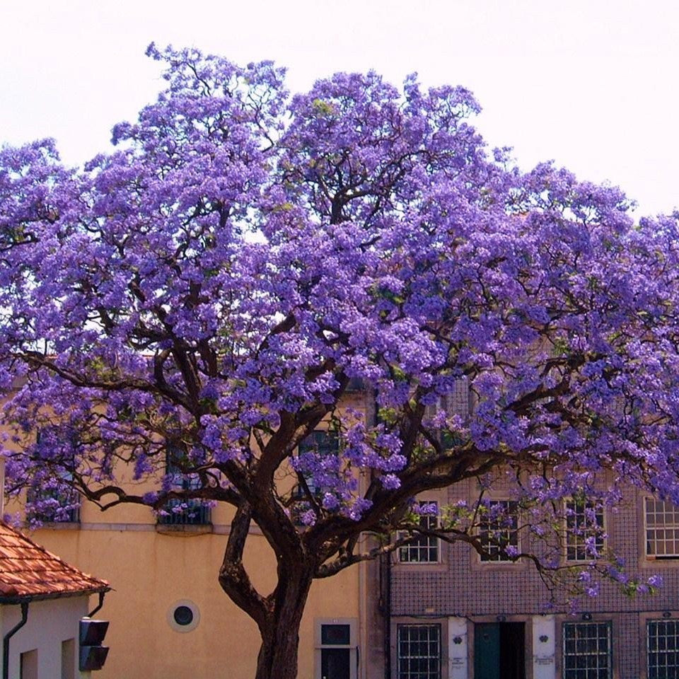 Empress Tree Seeds (Paulownia tomentosa)