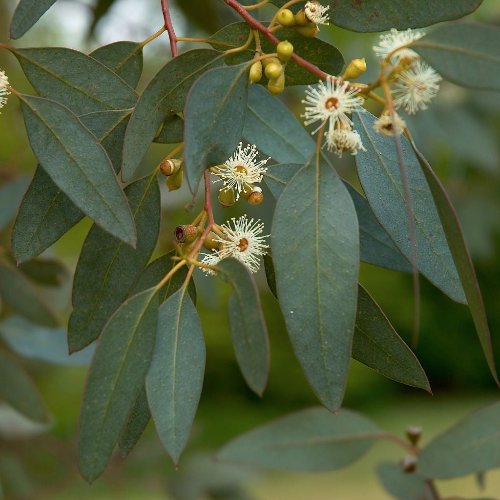 Peppermint Eucalyptus Seeds (Eucalyptus radiata)