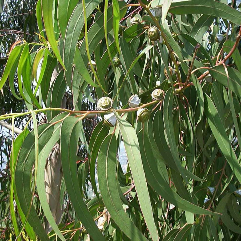 eucalyptus seeds planting Eucalyptus (Eucalyptus globulus) Seeds