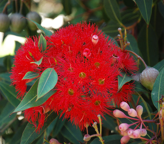 Red Flowering Gum Eucalyptus Seeds (Corymbia ficifolia)