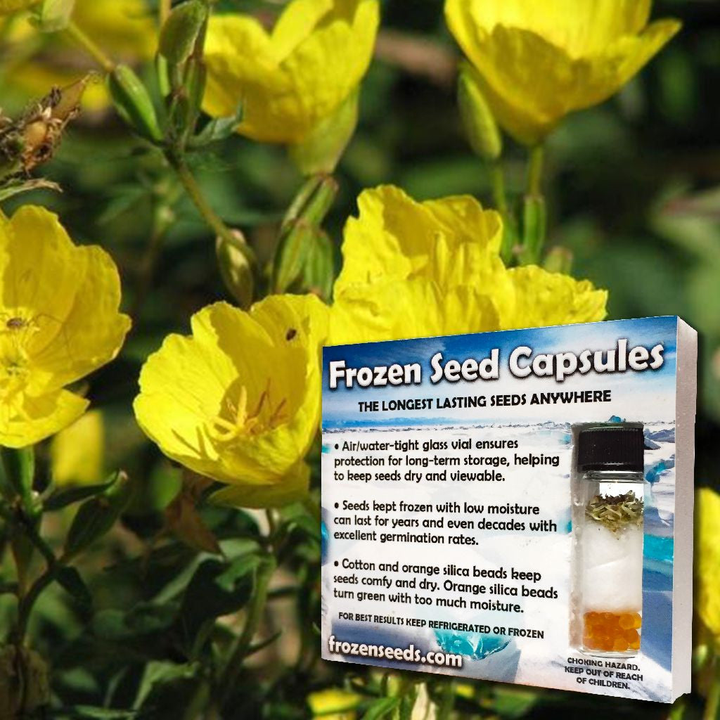 evening primrose flower seeds Evening Primrose Seeds (Oenothera biensis) – Frozen Seed Capsules™