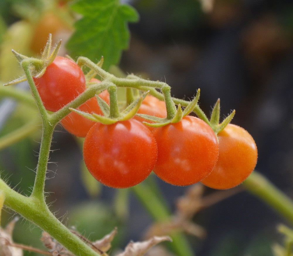 Everglades Tomato Seeds – Frozen Seed Capsules™