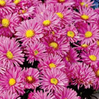 Andrella Super Mix Asters Seeds
