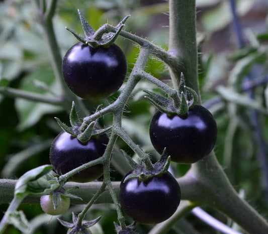 Fahrenheit Blues Tomato Seeds