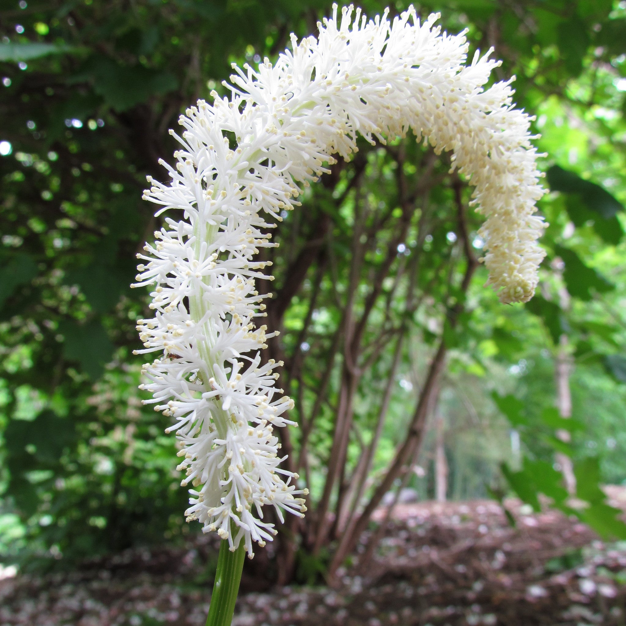 unicorn flower seeds False Unicorn Seeds (Chamaelirium luteum) – Frozen Seed Capsules™