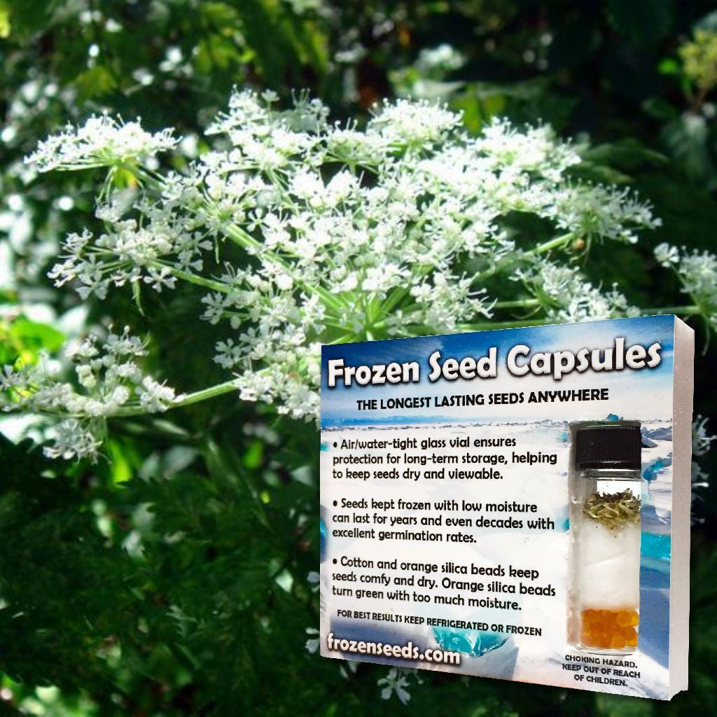 Dong Quai Seeds (Angelica sinensis) – Frozen Seed Capsules™