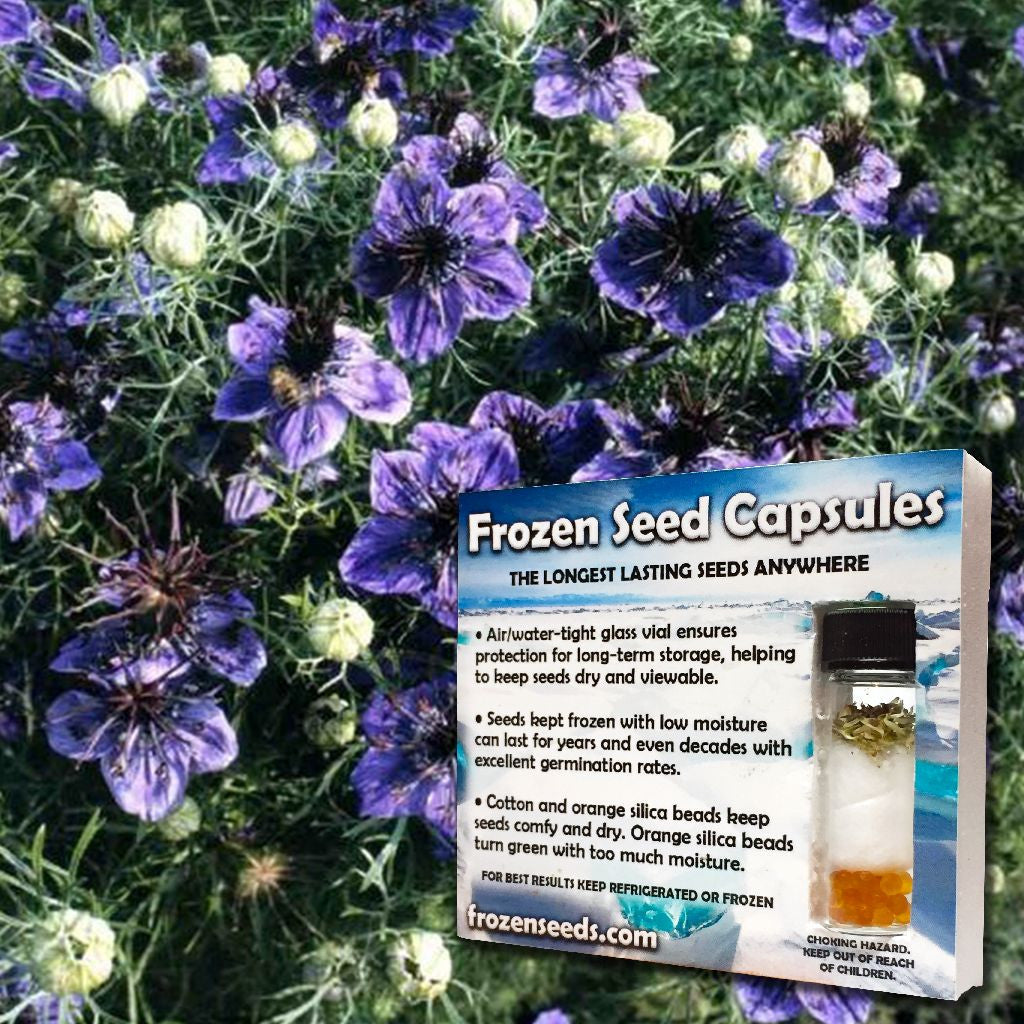 Spanish Nigella (Nigella hispanica 'Delft Blue') – Frozen Seed Capsules™