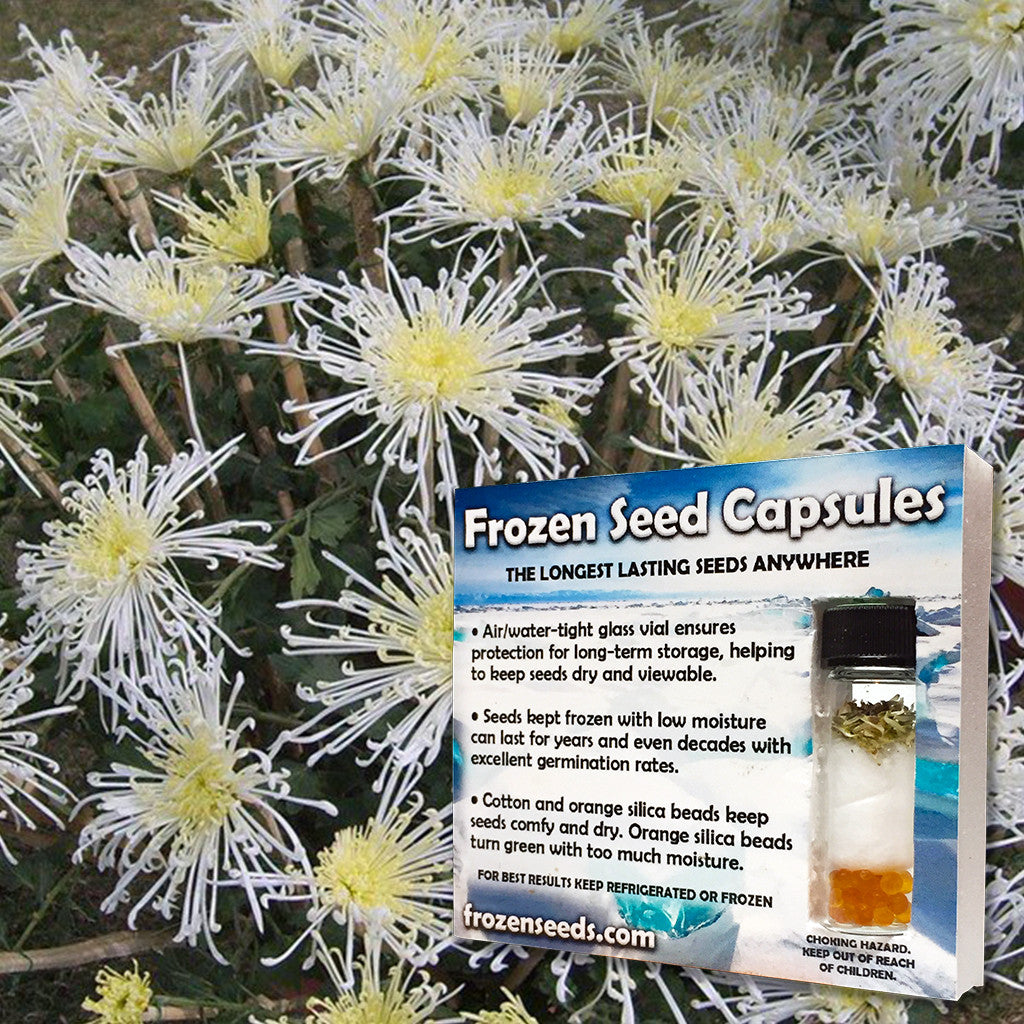 White Stars Feverfew Seeds (Tanacetum parthenium 'White Stars') – Frozen  Seed Capsules™