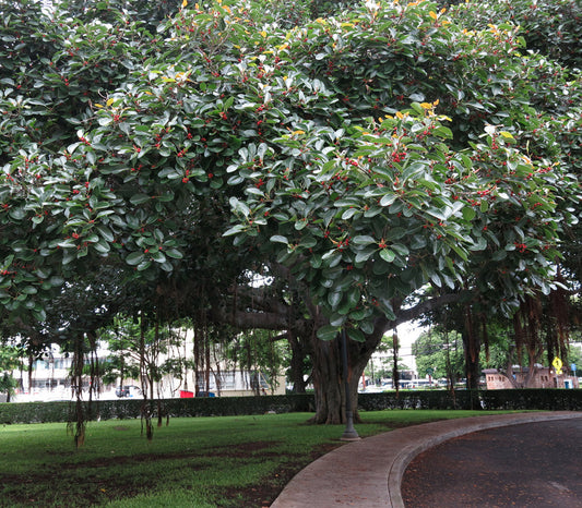 Indian Banyan Tree Seeds (Ficus benghalensis)