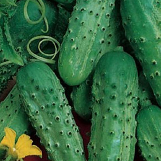 Fin De Meaux Cucumber Seeds
