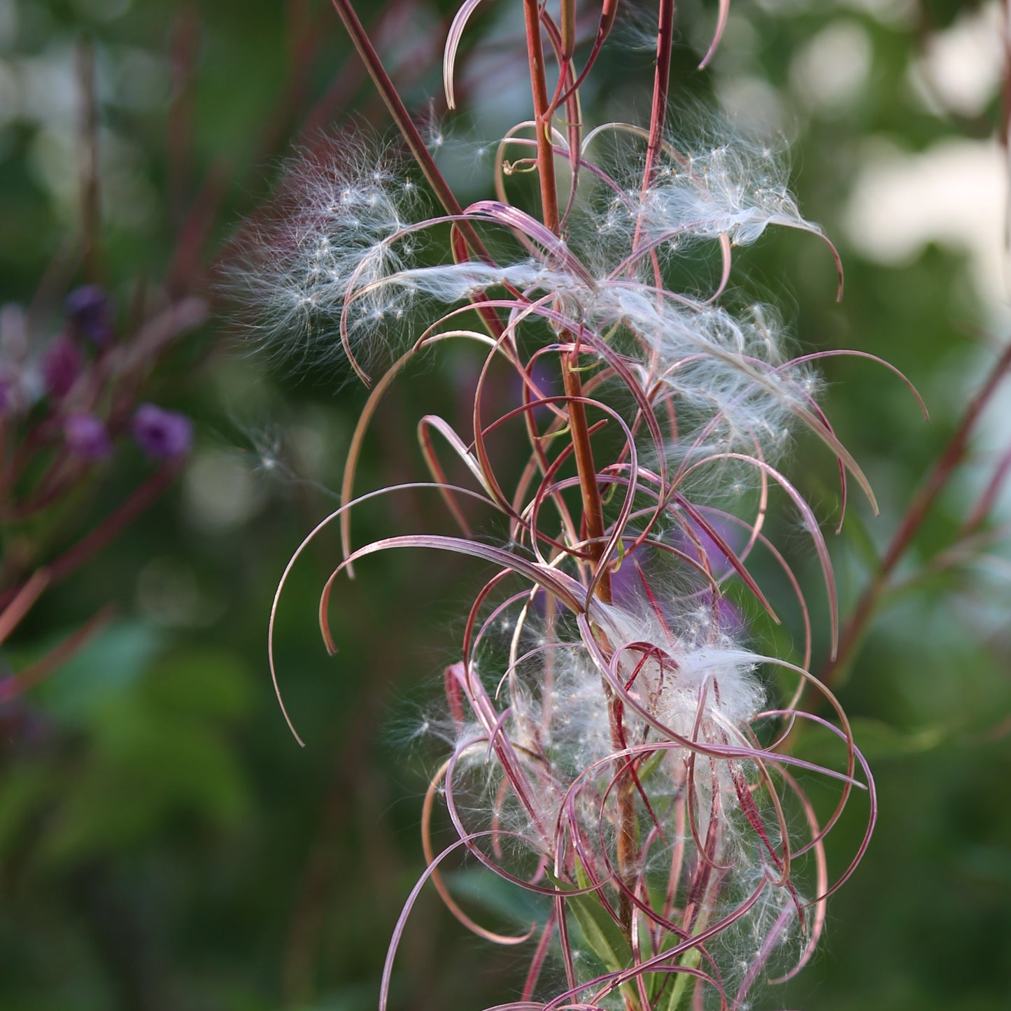 Fireweed Seeds (Epilobium angustifolium)