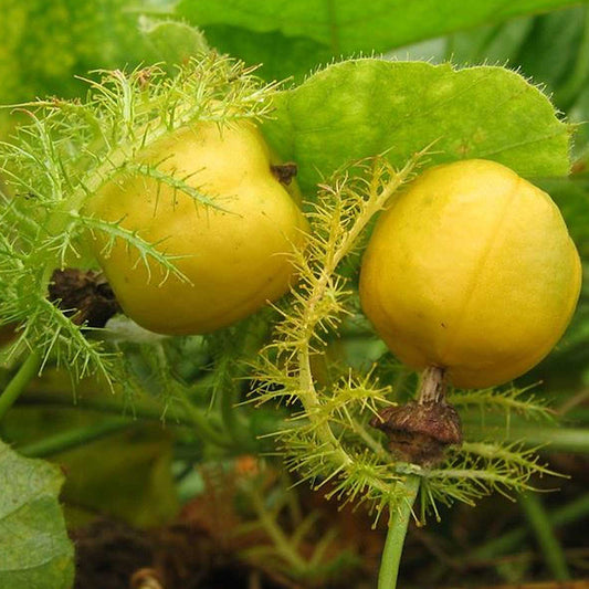 Wild Water Lemon Seeds (Passiflora foetida)