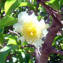 Fried Egg Tree Seeds (Oncoba spinosa)