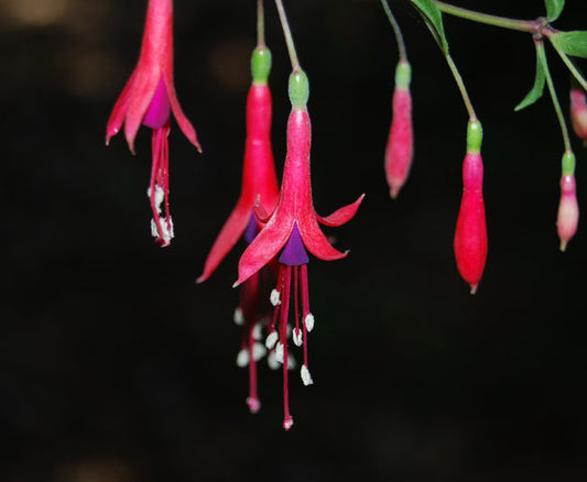 Hardy Fuchsia Seeds (Fuchsia magellanica)