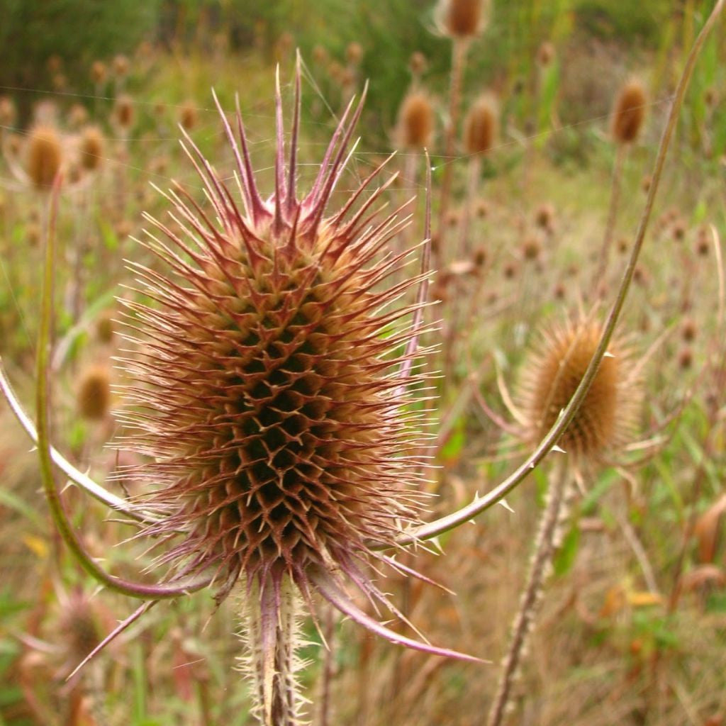 Fuller's Teasle Seeds (Dipsacus sativus fullonum)