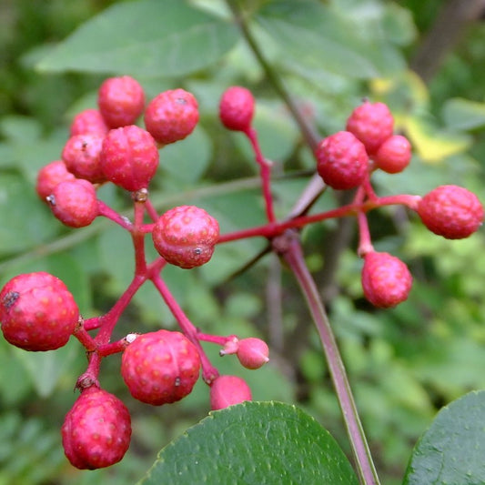 Prickly Ash Tree Seeds (Zanthoxylum americanum)