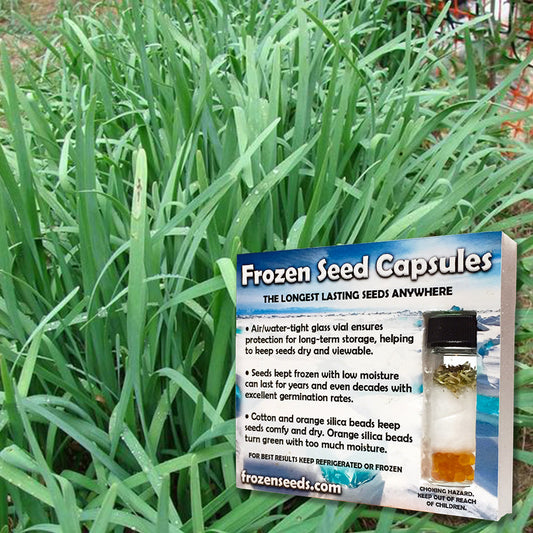 Garlic Chinese Chives Seeds (Allium tuberosum)