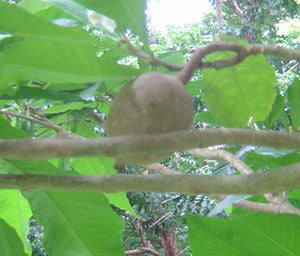 Genip Seeds (Genipa americana)