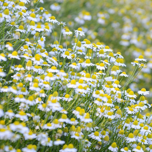 German Chamomile Seeds (Matricaria recutita)