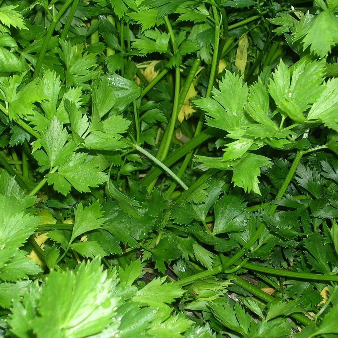 Giant of Italy Parsley Seeds (Petroselinum crispum)