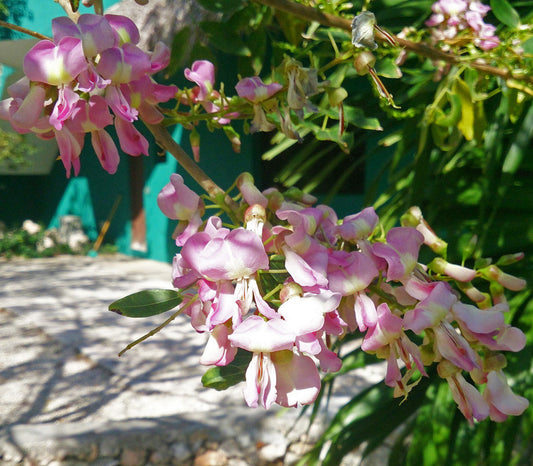 Madre de Cacao Seeds (Gliricidia sepium)