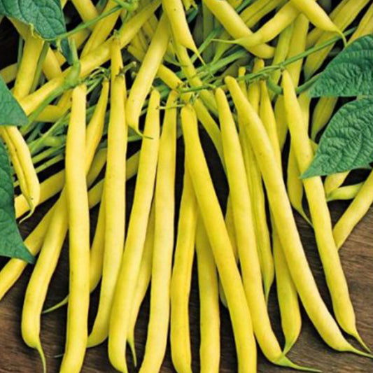 Golden Wax Bush Bean Seeds