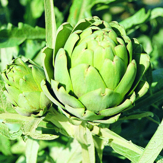 Green Globe Artichoke Seeds (Cynara scolymus)