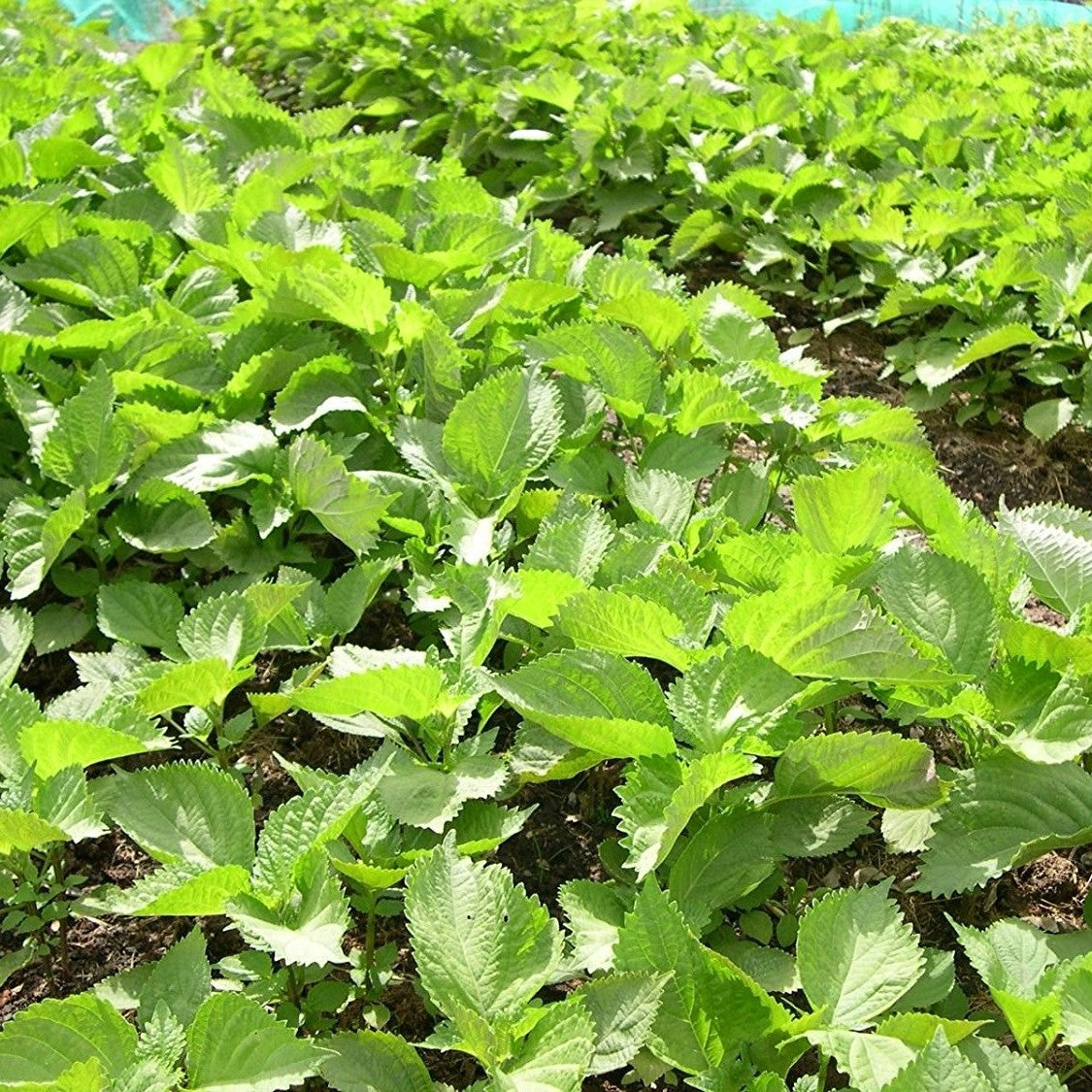 Green Perilla Seeds (Perilla frutescens)