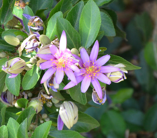 Lavender Star Flower Seeds (Grewia occidentalis)