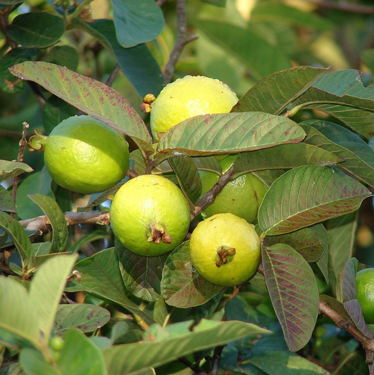 guava plant seeds Guava Tree Seeds (Psidium guajava)