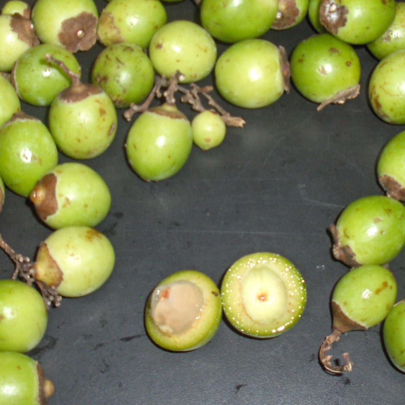 Bird Lime Tree Seeds (Cordia dichotoma)