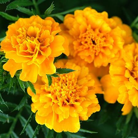Gypsy Sunshine French Marigold Seeds