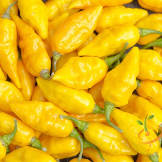 Lemon Yellow Habanero Pepper Seeds