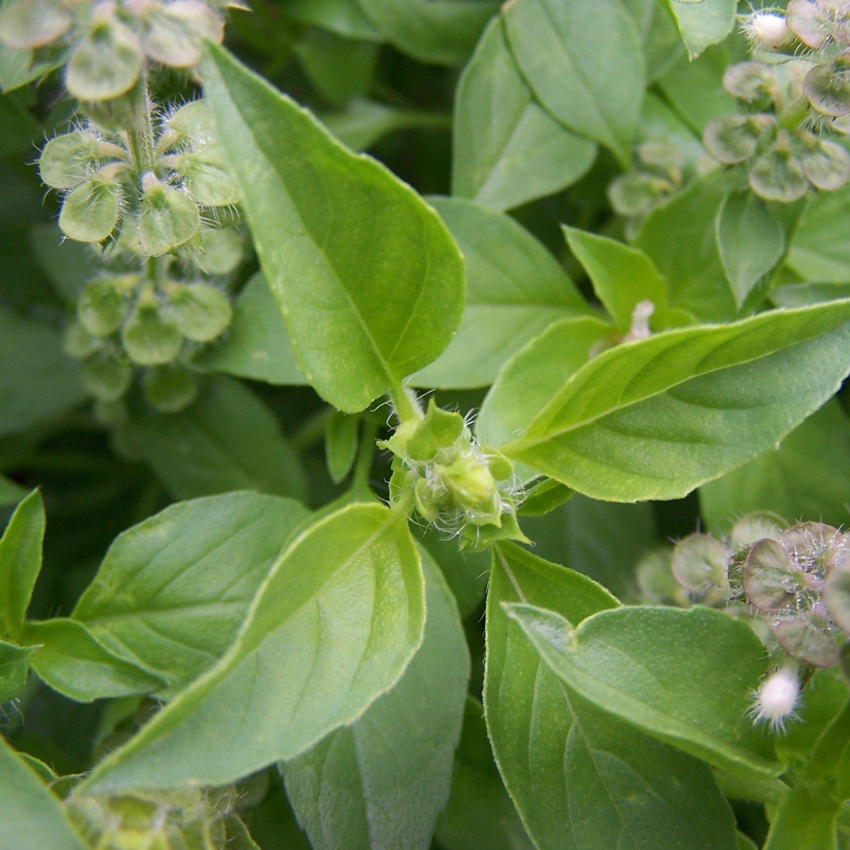 Hairy Lemon Thai Basil Seeds (Ocimum canum), image size:1728x1728