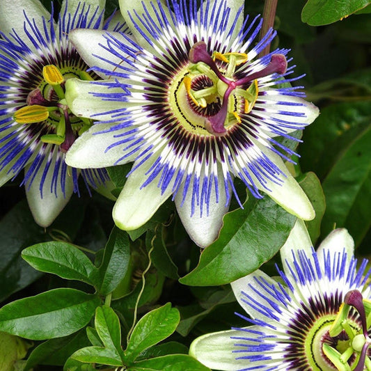 Hardy Passionflower Seeds (Passiflora incarnata)