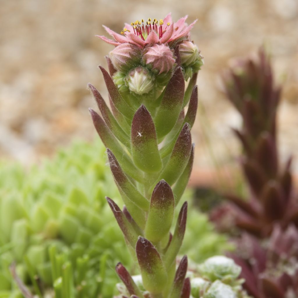 Hen-and-Chicks Seeds (Sempervivum tectorum)